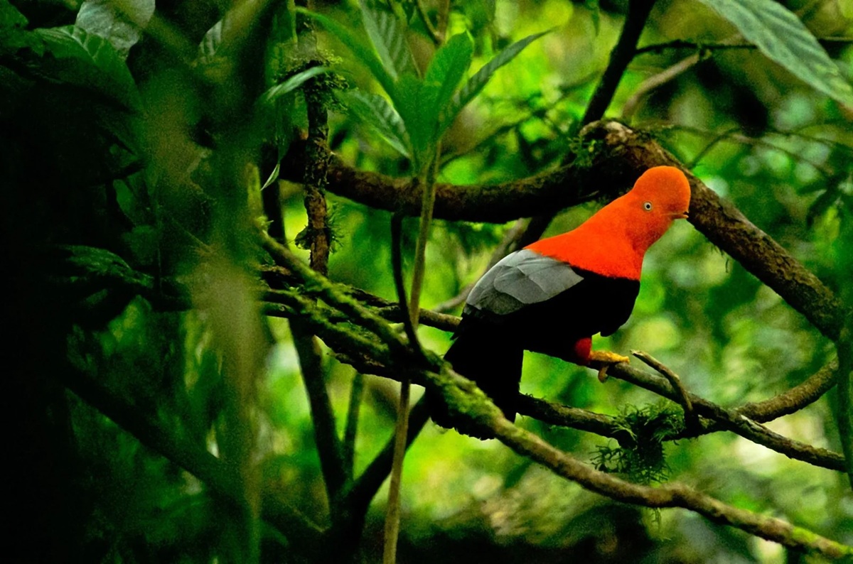 Tingo María National Park