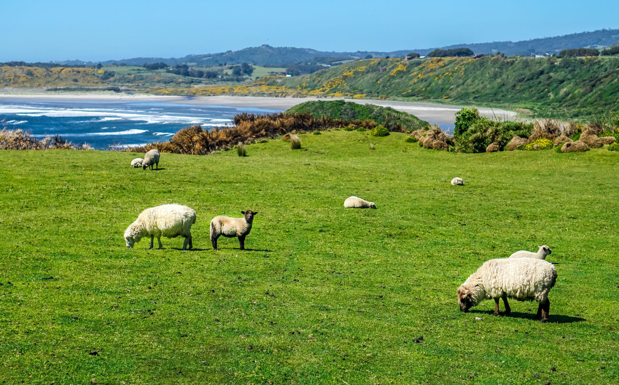 Imagen de Chiloé